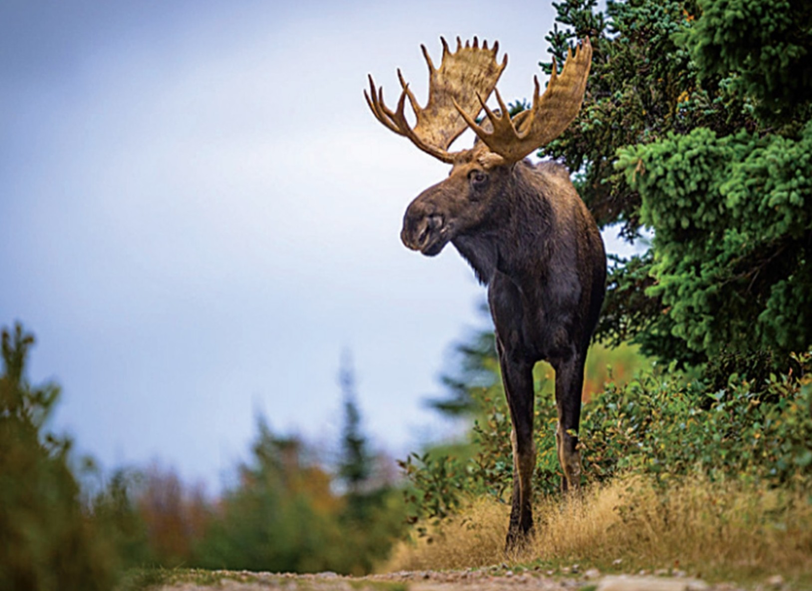 Moose letters to editor