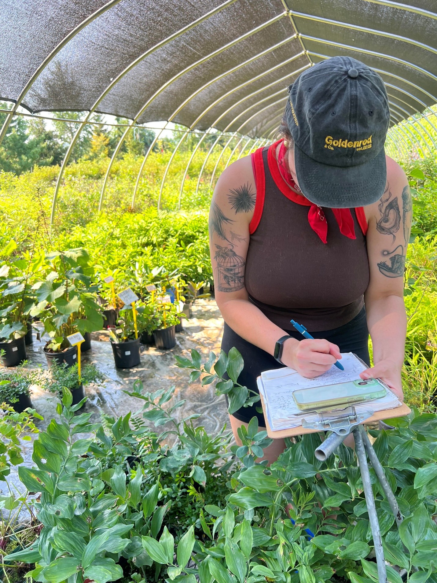Drought planting